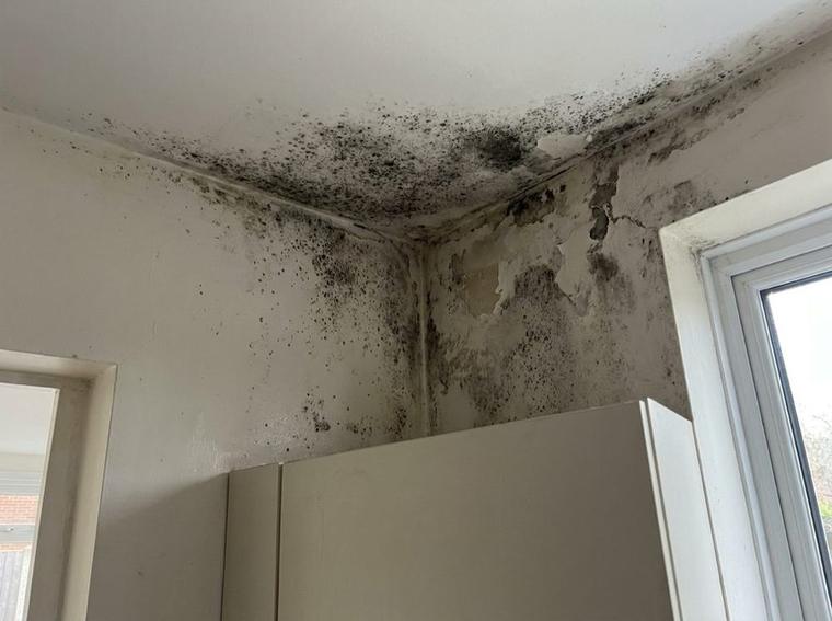 Black mould spreading across the corner where a kitchen wall meets the ceiling, circled in red